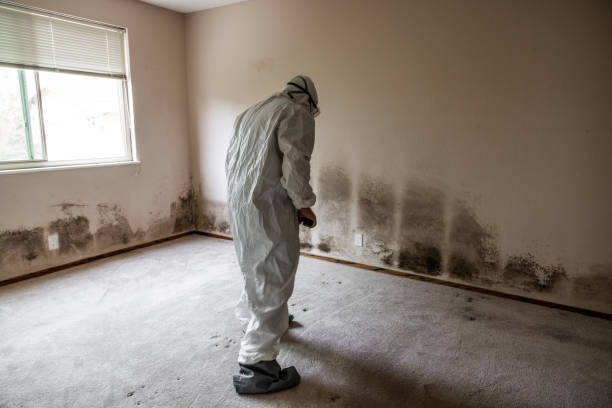 Best Toxic Mold Removal  in Bogota, NJ
