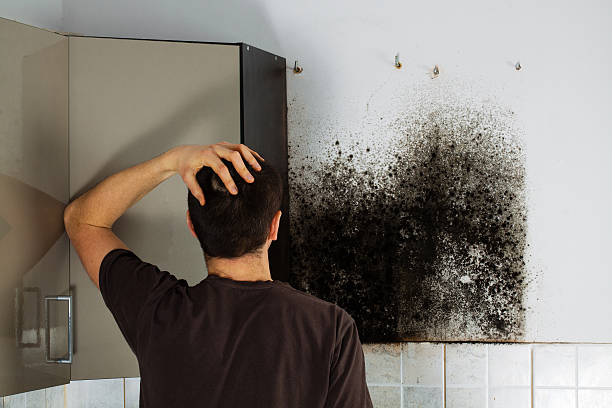 Best Mold Removal Company Near Me  in Bogota, NJ