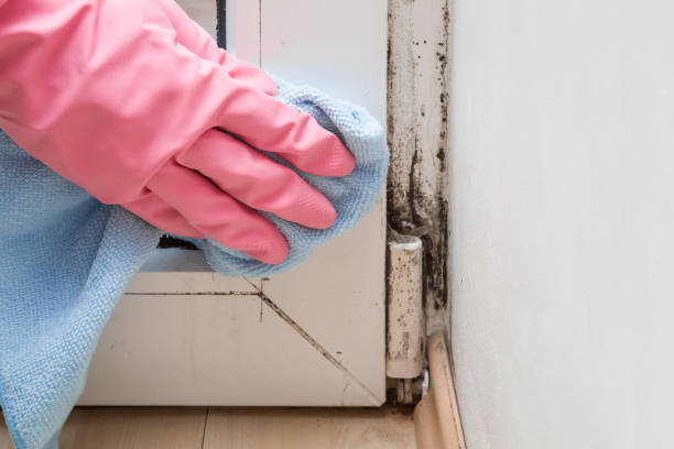 Best Commercial Mold Removal  in Bogota, NJ