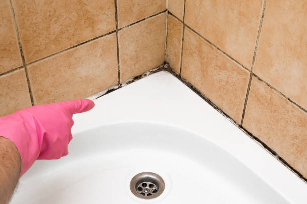 Best Mold Remediation  in Bogota, NJ